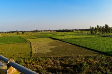 Yeşil çimen tarlası ve çok amaçlı alanı kopyalamak için yeşil ağaç perspektifli kamu parkında güzel bir sabah ışığı