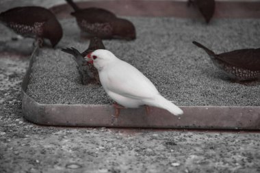 Hayvanat bahçesindeki bir ziyaretçiye ulaşan bir hayvan. Hayvan sevgi ve iletişim istiyor..