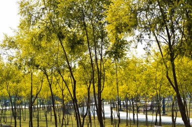 Yeşil çimen tarlası ve çok amaçlı alanı kopyalamak için yeşil ağaç perspektifli kamu parkında güzel bir sabah ışığı