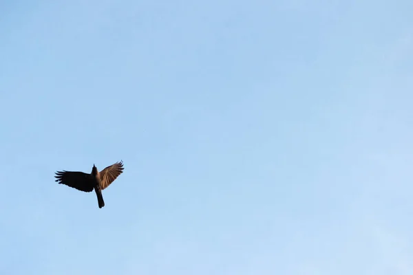 Free Bird Herring Gull Larus Argentatus Winter Plumage Blue Sky — Stock Photo, Image