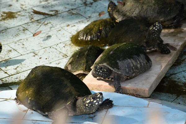 動物は動物園の訪問者に手を差し伸べます 動物は愛情とコミュニケーションを望んでいる — ストック写真