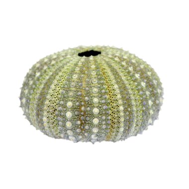 Sönmüş kırmızı, yeşil ve mavi balonlar