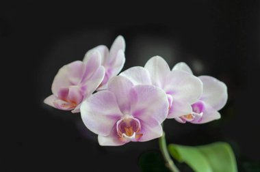 koyu arka plan çiçekler orkide Phalaenopsis Miki Sakura yakın çekim