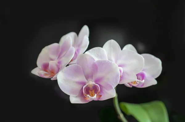 Blumen Orchidee phalaenopsis miki sakura Nahaufnahme auf dunklem Hintergrund — Stockfoto