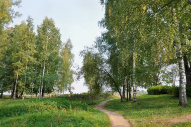 Bir yoldaki bir huş ağacı koru bir yaz gününde Ples kasaba, Ivanovo Region, Rusya Federasyonu