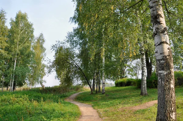 Um caminho em um bosque de vidoeiro em um dia de verão na cidade de Ples, região de Ivanovo, Rússia Fotografias De Stock Royalty-Free