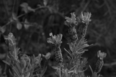 Hoş Elba adanın içine yürümek