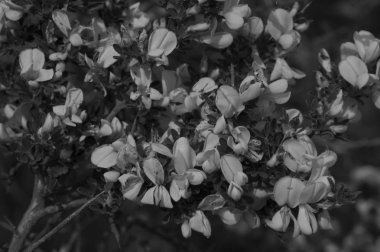 Hoş Elba adanın içine yürümek