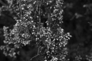 Hoş Elba adanın içine yürümek