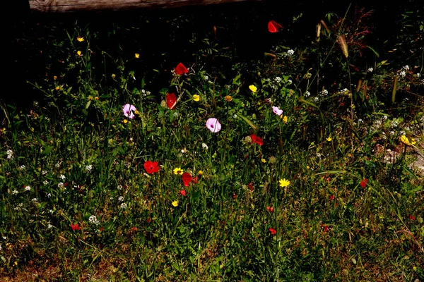 Spaziergang Durch Die Angenehme Pianosa — Stockfoto