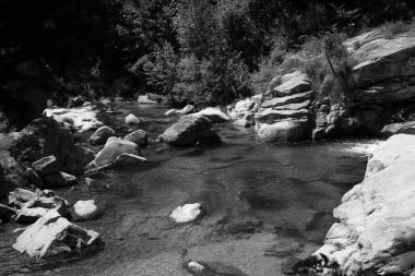 Siyah beyaz görüntüleri