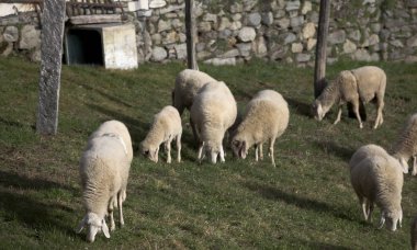 parkta yakıyorlar iken koyun