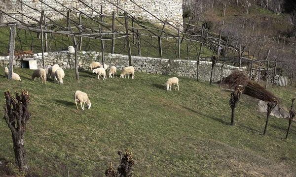 Вівці Поки Вони Горять Парку — стокове фото