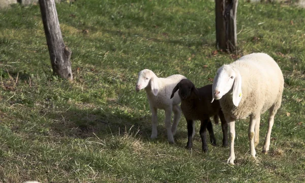 Вівці Поки Вони Горять Парку — стокове фото