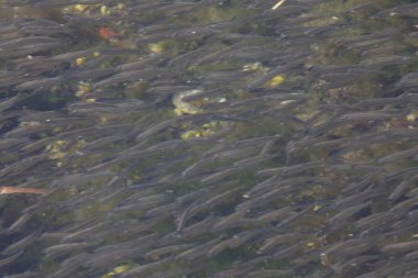 Elba ada küçük görünümlerini