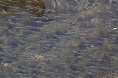 Elba ada küçük görünümlerini