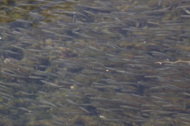 Elba ada küçük görünümlerini