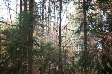 Sonbahar manzara çiçek ve bitki