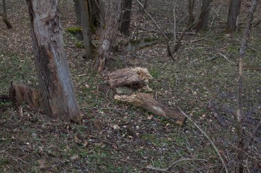 Nehrin yanında sonbahar yürüyüş
