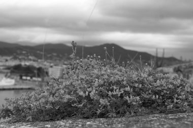 gökyüzü ve yaz dağlar