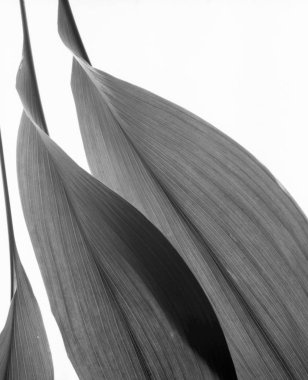 gökyüzü ve yaz dağlar