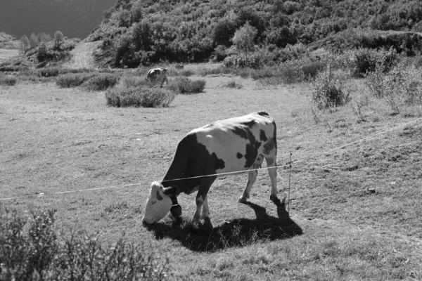 Fiumi Torrenti Paesi Montani — Foto Stock