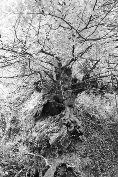 Paesaggi fiumi di montagna piemonte