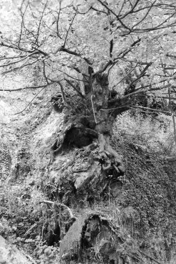 Paesaggi fiumi di montagna piemonte