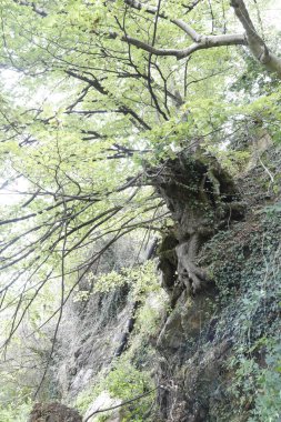 Paesaggi fiumi di montagna piemonte