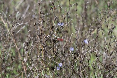 Kırmızı - Bahçedeki beyaz çiçek