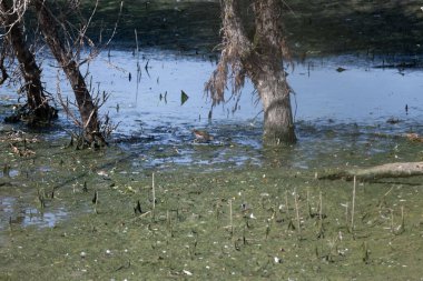 Ağacı, ağaçları ve kuşları olan küçük bir gölet.