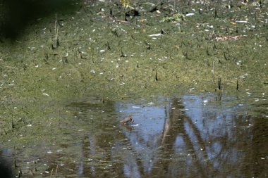 Parktaki bataklık suya yansıyor..