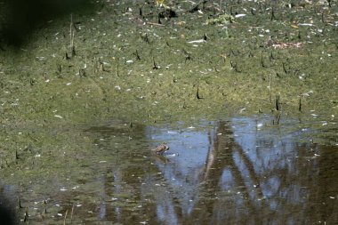 Ormanın güzel manzarası