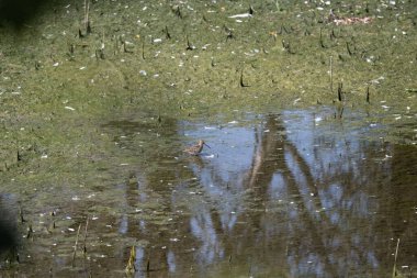 Küçük ördek, gölette bir kuş var..