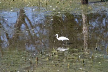 Gölde beyaz balıkçıl