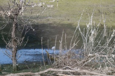 Parkta bir kuş sürüsü