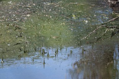 Sudaki güzel bir kuşun yakın plan çekimi.