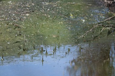 Su zambakları ve yeşil yapraklar gölette