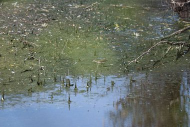 Göletin yüzeyinde su yansıması