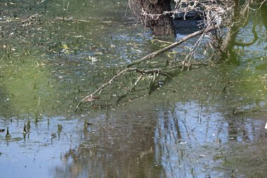 Ormandaki nehrin güzel manzarası