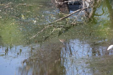 Parktaki ormanda küçük beyaz bir kuş.