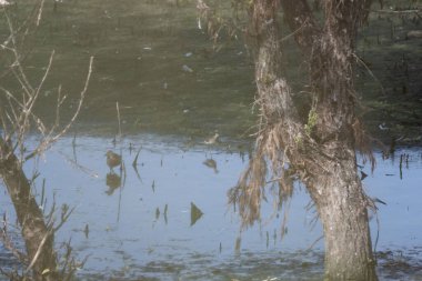 Doğanın güzel manzarası