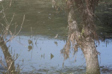 Parkta ağaçlı güzel bir kuş görüntüsü.