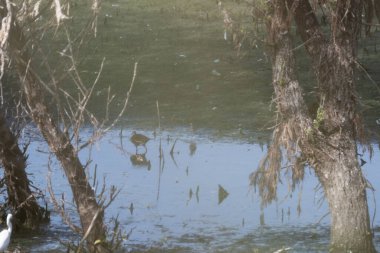Gölün parktaki su yüzeyinin güzel bir görüntüsü.
