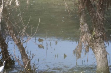 Sabahları göl manzarası.