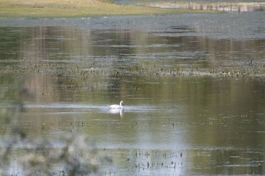 Gölde beyaz kuğu