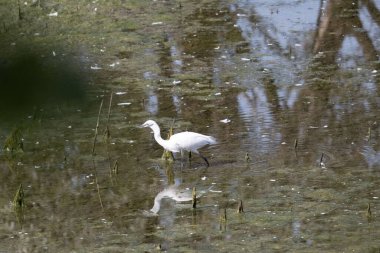 Akbalıkçıl (ardea garzetta) gölette