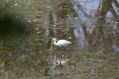 Göl beyaz ak balıkçıl