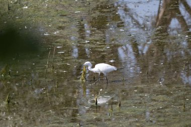 Akbalıkçıl (ardea alba in the natural habitat )