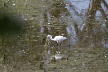 vahşi doğada büyük ak balıkçıl